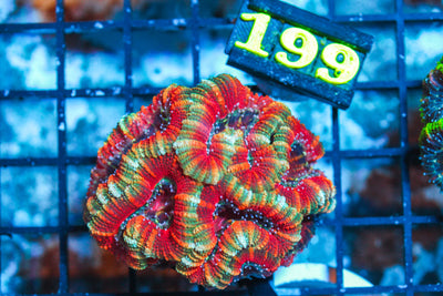 WYSIWYG - LIVE CORAL - 4.15.199