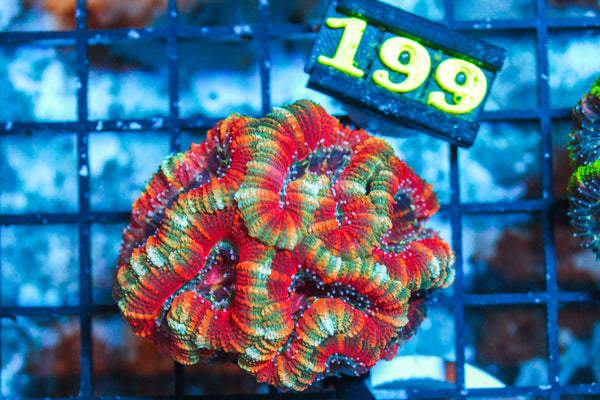 WYSIWYG - LIVE CORAL - 4.15.199