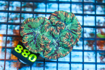 WYSIWYG - LIVE CORAL - 4.15.880