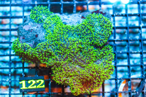 WYSIWYG - LIVE CORAL - 4.16.122