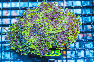 WYSIWYG - LIVE CORAL - 4.16.125