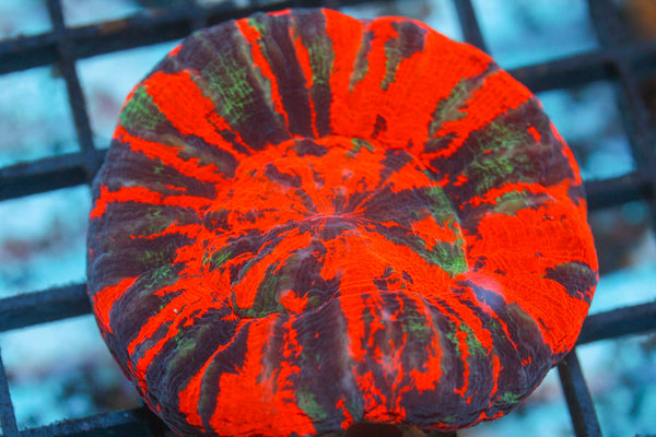 WYSIWYG - Live Coral Colony - CDC.2.25.148