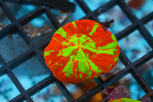 WYSIWYG - Live Coral Colony - CDC.2.25.149