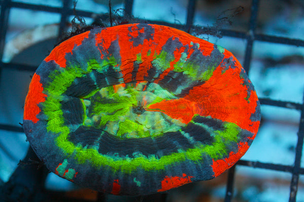 WYSIWYG - Live Coral Colony - CDC.2.25.155