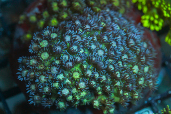 WYSIWYG - Live Coral Colony - CDC.2.25.157