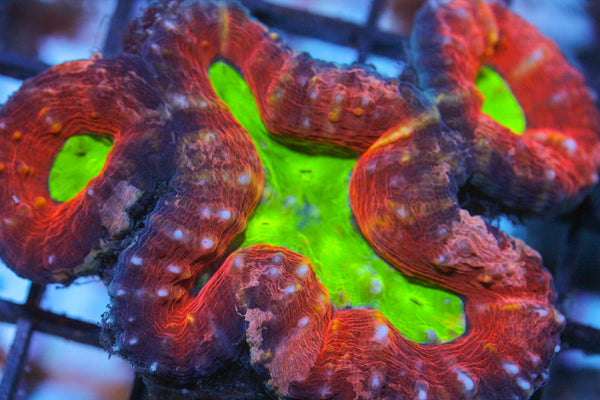 WYSIWYG - Live Coral Colony - CDC.2.25.172