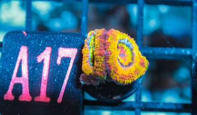 WYSIWYG - LIVE CORAL - CDC.3.24.A17