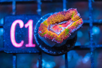 WYSIWYG - LIVE CORAL - CDC.3.24.C1