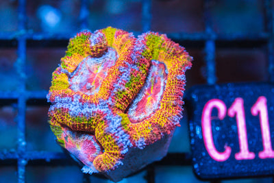 WYSIWYG - LIVE CORAL - CDC.3.24.C11