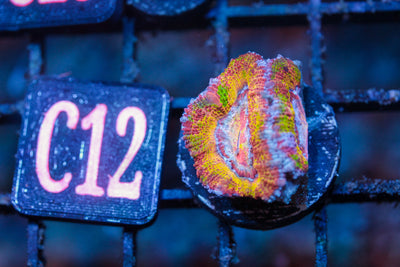 WYSIWYG - LIVE CORAL - CDC.3.24.C12