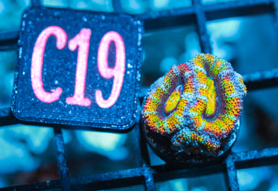 WYSIWYG - LIVE CORAL - CDC.3.24.C19