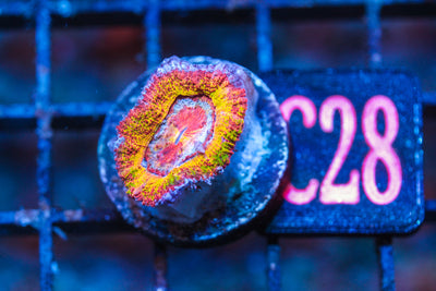 WYSIWYG - LIVE CORAL - CDC.3.24.C28