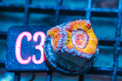 WYSIWYG - LIVE CORAL - CDC.3.24.C3