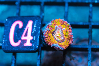 WYSIWYG - LIVE CORAL - CDC.3.24.C4