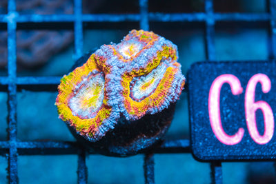 WYSIWYG - LIVE CORAL - CDC.3.24.C6