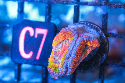 WYSIWYG - LIVE CORAL - CDC.3.24.C7