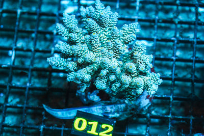 WYSIWYG - Live - Coral - 6.18.012