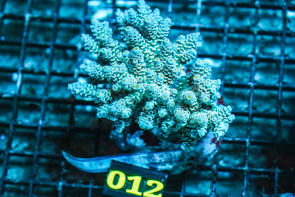 WYSIWYG - Live - Coral - 6.18.012