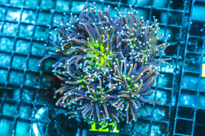 WYSIWYG - Live - Coral - 6.18.121