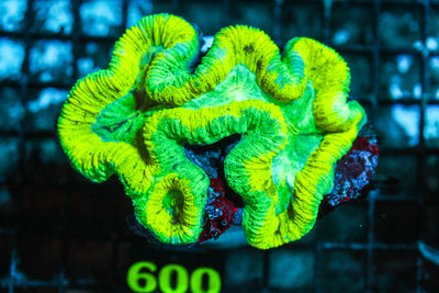 WYSIWYG - Live - Coral - 6.18.600