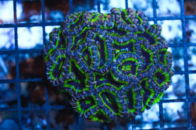 WYSIWYG - Live Coral Colony - CDC.3.5.D20