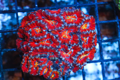 WYSIWYG - Live Coral Colony - CDC.3.5.D21