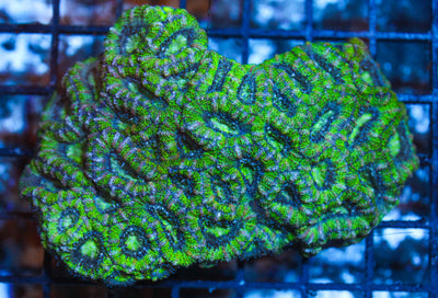 WYSIWYG - Live Coral Colony - CDC.3.5.D24