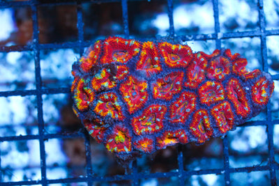 WYSIWYG - Live Coral Colony - CDC.3.5.D25