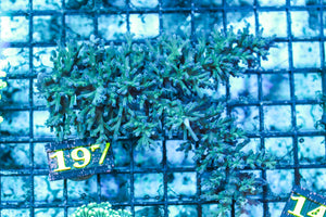 WYSIWYG_Live_Coral_197