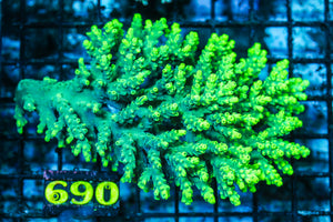WYSIWYG_Live_Coral_690