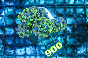 WYSIWYG_Live_Coral_900