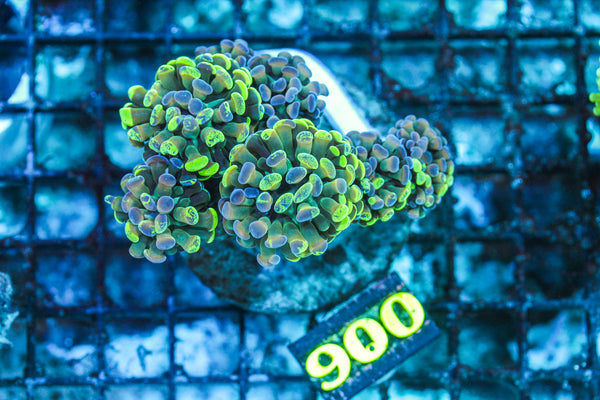 WYSIWYG_Live_Coral_900