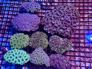 wholesale_coral - saltwater_fish saltwater_coral - rare corals - coralsdepot - Corals_Depot - live_corals - eye - catching - coral quality_marine_fish - quality - marine discoun