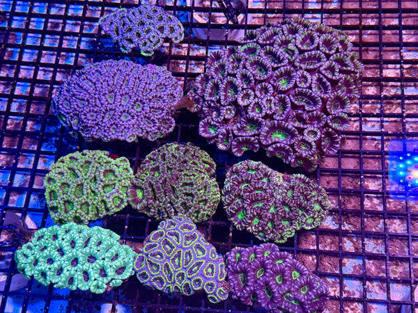 wholesale_coral - saltwater_fish saltwater_coral - rare corals - coralsdepot - Corals_Depot - live_corals - eye - catching - coral quality_marine_fish - quality - marine discoun
