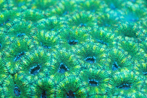 wholesale_coral - saltwater_fish saltwater_coral - rare corals - coralsdepot - Corals_Depot - live_corals - eye - catching - coral quality_marine_fish - quality - marine discoun