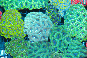wholesale_coral - saltwater_fish saltwater_coral - rare corals - coralsdepot - Corals_Depot - live_corals - eye - catching - coral quality_marine_fish - quality - marine discoun