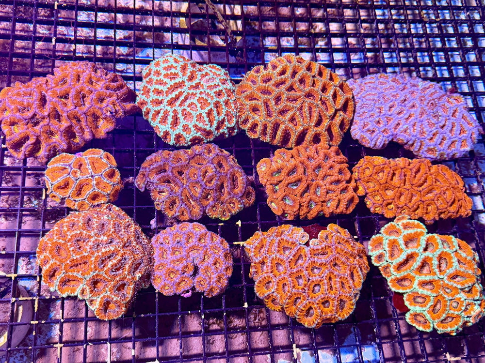 wholesale_coral - saltwater_fish saltwater_coral - rare corals - coralsdepot - Corals_Depot - live_corals - eye - catching - coral quality_marine_fish - quality - marine discoun