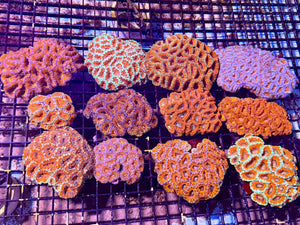 wholesale_coral - saltwater_fish saltwater_coral - rare corals - coralsdepot - Corals_Depot - live_corals - eye - catching - coral quality_marine_fish - quality - marine discoun