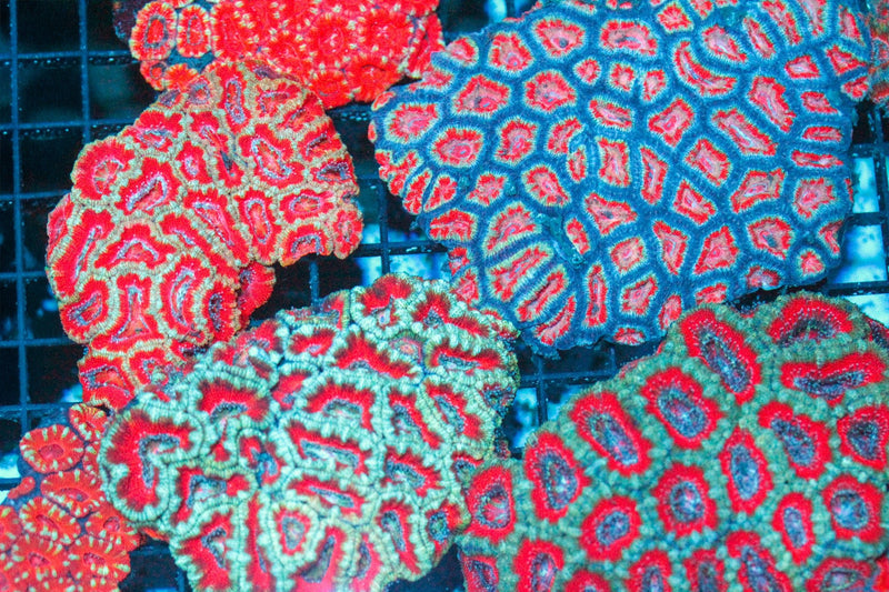 Acan Coral growth and spreading