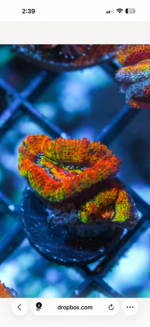 wholesale_coral - saltwater_fish saltwater_coral - rare corals - coralsdepot - Corals_Depot - live_corals - eye - catching - coral quality_marine_fish - quality - marine discoun