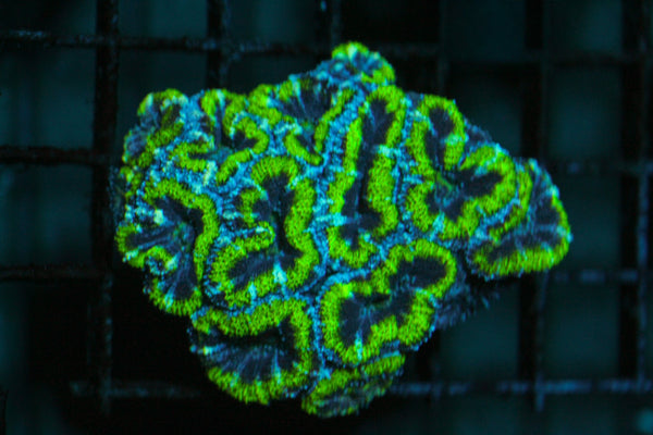 wholesale_coral - saltwater_fish saltwater_coral - rare corals - coralsdepot - Corals_Depot - live_corals - eye - catching - coral quality_marine_fish - quality - marine discoun