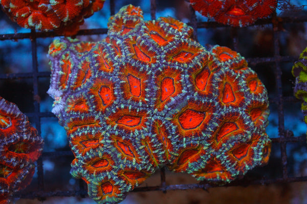 wholesale_coral - saltwater_fish saltwater_coral - rare corals - coralsdepot - Corals_Depot - live_corals - eye - catching - coral quality_marine_fish - quality - marine discoun