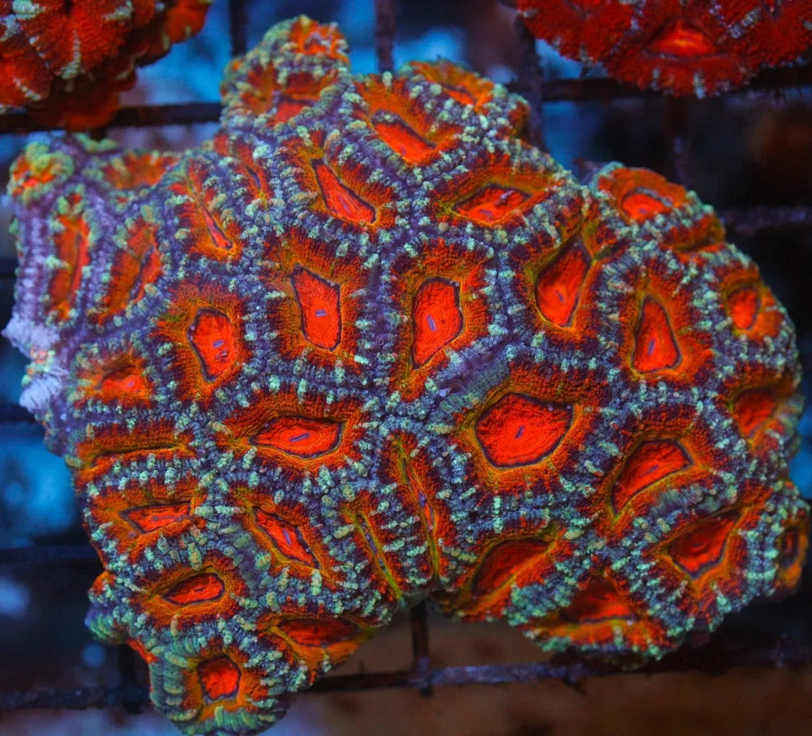 Acan Coral coral
