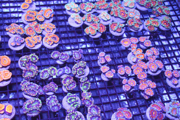 wholesale_coral - saltwater_fish saltwater_coral - rare corals - coralsdepot - Corals_Depot - live_corals - eye - catching - coral quality_marine_fish - quality - marine discoun
