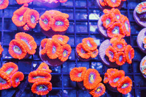 wholesale_coral - saltwater_fish saltwater_coral - rare corals - coralsdepot - Corals_Depot - live_corals - eye - catching - coral quality_marine_fish - quality - marine discoun