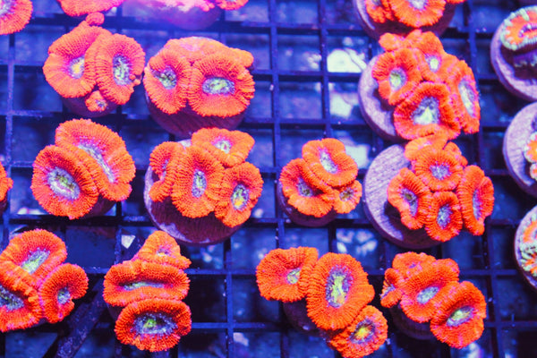 wholesale_coral - saltwater_fish saltwater_coral - rare corals - coralsdepot - Corals_Depot - live_corals - eye - catching - coral quality_marine_fish - quality - marine discoun