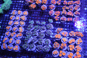 wholesale_coral - saltwater_fish saltwater_coral - rare corals - coralsdepot - Corals_Depot - live_corals - eye - catching - coral quality_marine_fish - quality - marine discoun