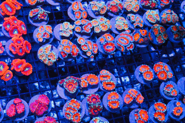 wholesale_coral - saltwater_fish saltwater_coral - rare corals - coralsdepot - Corals_Depot - live_corals - eye - catching - coral quality_marine_fish - quality - marine discoun