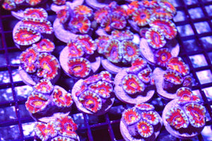 wholesale_coral - saltwater_fish saltwater_coral - rare corals - coralsdepot - Corals_Depot - live_corals - eye - catching - coral quality_marine_fish - quality - marine discoun