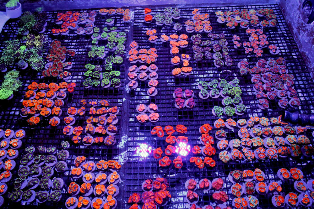 wholesale_coral - saltwater_fish saltwater_coral - rare corals - coralsdepot - Corals_Depot - live_corals - eye - catching - coral quality_marine_fish - quality - marine discoun